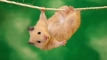Cute hamster, collection, Wholesome , Screensaver-worthy HD wallpaper