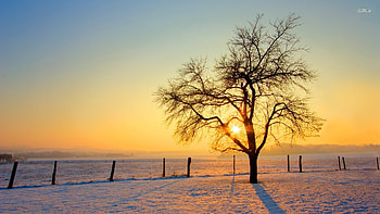 Winter for Background HD wallpaper