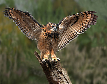 Ready to take off..., wings, bird, trunk, take off, owl, tree red eyes HD wallpaper