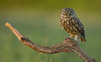 ... cute owl pixelstalk net ... HD wallpaper