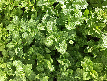 Mint leaves , backgrounds, Fresh leaves, Green foliage HD wallpaper