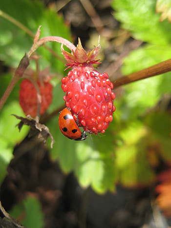 Plants, Strawberry, Insects, Ladybugs, Berries HD phone wallpaper