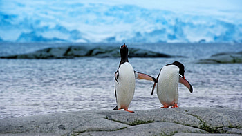 Antarctic continent, Penguin paradise, Kde store, Penguin exploration HD wallpaper