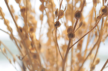 Plant, Macro, Shine, Light, Branch HD wallpaper