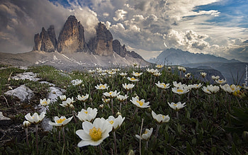 Anemones in Alps, Italy, Dolomites, Alps, Italy, anemones HD wallpaper