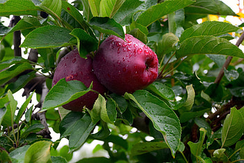 Fruits, Food, Apples, Drops, Wood, Tree, Branches HD wallpaper