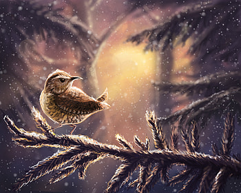Winter Bird, birds, artist, artwork, digital-art, behance HD wallpaper