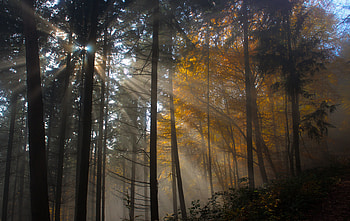 Tree Nature Wood Sun Fog Leaf Dawn Light, nature, trees, sun, fog, leaf, light HD wallpaper