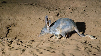 Macrotis (Bilby), Breeding season, Bilby reproduction, Life cycle HD wallpaper
