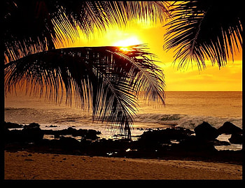 Palm Paradise, tropical, beaches, paradise, nature, ocean HD wallpaper