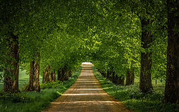 :), tree, green, path, nature, alley, forest HD wallpaper