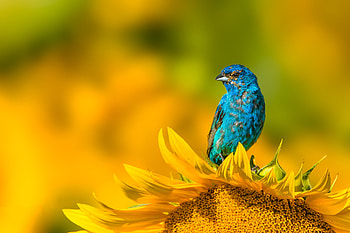 Sunlit Indigo: Bunting on Sunflower —, Animal, Indigo Bunting HD wallpaper