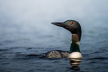 Animal, Loon HD wallpaper