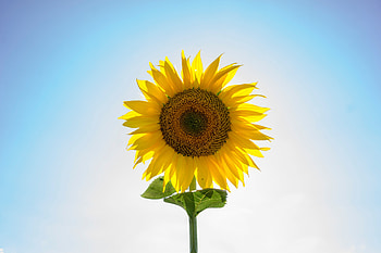Flower, Flowers, Petals, Sunflower, Seeds, Sunflower Seeds HD wallpaper