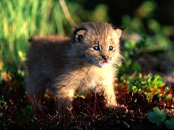 Animals, Cats HD wallpaper
