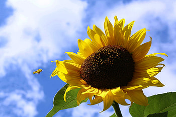 Simplicity of Beauty, blue sky, honeybee, white clouds, sunflower, beauty HD wallpaper