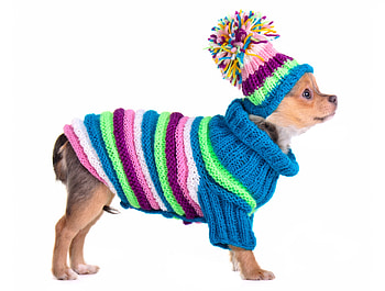Chihuahua, blue, dog, winter, animal, white, cute, puppy, pink, costume, funny, hat, caine HD wallpaper