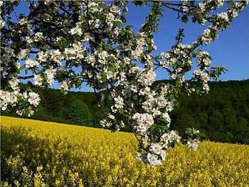 Spring Blossoms, nature, flowers, spring, blossoms HD wallpaper