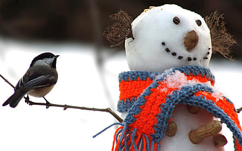 Animals, Winter, Snow, Snowman, Bird, Tit, Titica, Scarf HD wallpaper