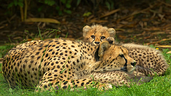 Animal cheetah , Imposing and majestic, Impressive resolution, Captivating HD wallpaper