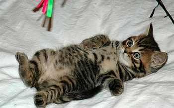 Playing, sweet, animal, kitten, pisicuta, dulce, joaca HD wallpaper