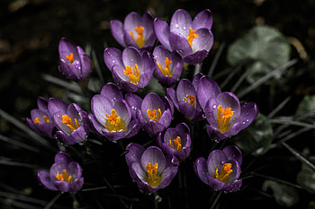 Flowers, Violet, Snowdrops, Purple, Spring HD wallpaper