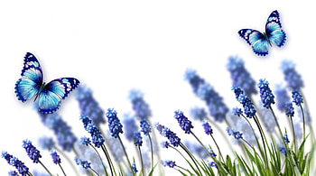 Lavender Blue Lavender, blue, relaxing, butterflies, summer, lavender, fragrant, spring HD wallpaper