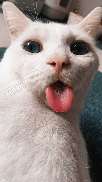Funny Cat, Funny Cartoon Cat HD phone wallpaper
