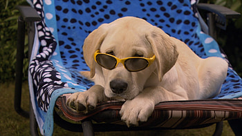 Marley and Me, Heartwarming tale, Mischievous dog, Unbreakable bond HD wallpaper