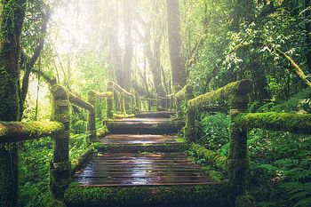 Boardwalk, nature, forest, green HD wallpaper