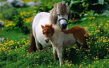 Animals, Flowers, Grass, Horses, Stroll, Family, Stallion HD wallpaper