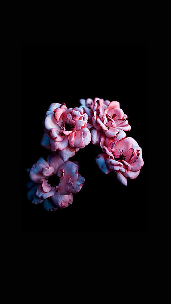 Wild, Roses HD phone wallpaper