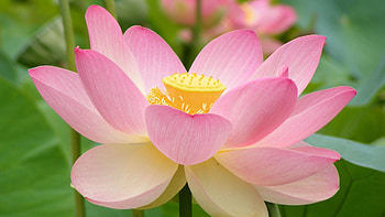 Flowers, Pink, Flower, Petals HD wallpaper