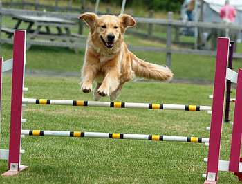 Golden Retriever, Dog Sports HD wallpaper