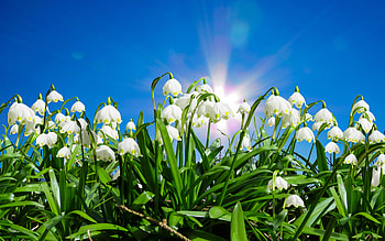 Spring, bloom, snowdrop, flowers HD wallpaper