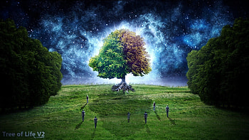 ... tree of life gallery mrfab ... HD wallpaper