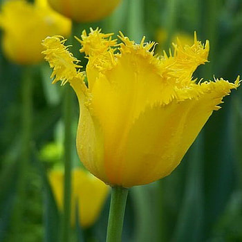 tulip, spring, yellow, flower HD wallpaper