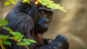 Rwanda travels, Gorilla , African wildlife, Nature's beauty HD wallpaper
