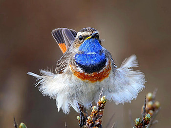 Beautiful Bird, cool, beautiful, bird HD wallpaper