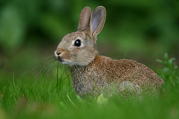Artistic hare design, artwork, Nature-inspired graphics, Visual appeal HD wallpaper