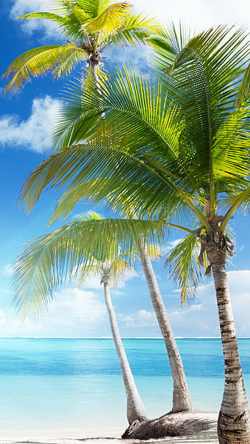 Coconut tree, Beautiful HD phone wallpaper