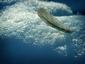 Winter, Nature, Snow, Feather, Shadows, Pen HD wallpaper