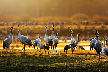 Cranes in morning light, Crane birds, Swedent, Spring sunrise HD wallpaper