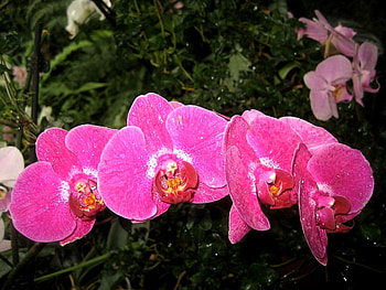 Plants, Flowers HD wallpaper
