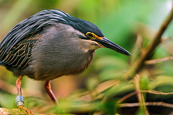 Animals, Bird, Sit, Beak, Branch HD wallpaper