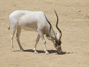 Fiche descriptive complte, Instinct animal, Descriptive avec , Addax HD wallpaper