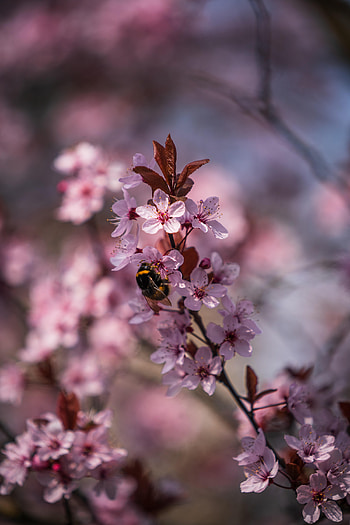 Flowers, Cherry, Macro, Close-Up, Bumblebee HD phone wallpaper