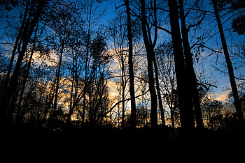 Trees, Twilight, Dark, Forest, Dusk, Evening HD wallpaper
