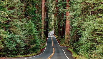 Redwood National Park, Parks and trips, Outdoor excursions, Nature exploration HD wallpaper