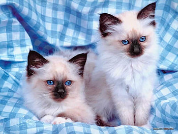 kittens on blue checkered sheet, cute, sheet, adorable, kittens, on HD wallpaper